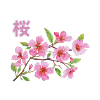 Sakura