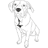 American Bully XL