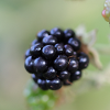 Mûre Mûre Baies Fruits