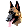 head of malinois