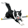 border collie saut agility