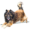 tervuren saut