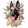 malinois in leaves