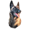 portrait malinois dog