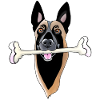 Head of Malinois with bone