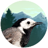 Bachstelze Profil Wald Emblem