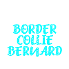 Border Collie Bernard