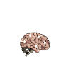 Metzger Anatomie