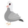 Taube Dove Pigions