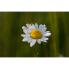 Margeriten Margerite Gänseblümchen