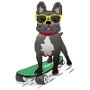 Skater dog