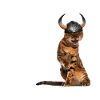 Wikinger Katze