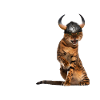 Viking Cat