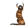 Viking Cat