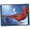 The Northern Cardinal