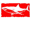 Shark Sailing Tiger Shark