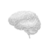 Human Anatomy Brain