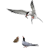 Common tern