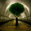 The Tree