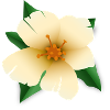Hibiscus flower