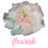 flourish Stockrose