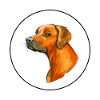 Rhodesian Ridgeback Dog Aquarelle Illustration