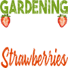Picking strawberries