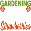 Picking strawberries