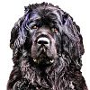 Newfoundland 2