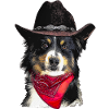 Australian Shepherd in the hat
