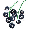 Currants