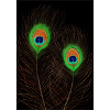 Peacock Feathers on Black