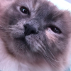 Katze 1