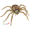 Wolf spider, a native spider