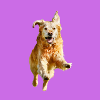 Hund 2