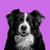 Hund 1