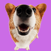 Hund 3