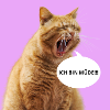 Katze3