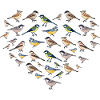 Heart Birds