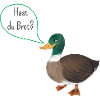 Ente "Hast du Brot?"