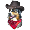 Australian Shepherd Cowboy