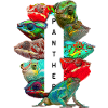 Panther Chameleon Propriétaire Chameleon Love