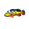 Peacock Bass Monster Fish Keeper