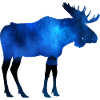 Moose at night