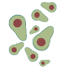 Avocados