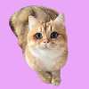 Katze 4