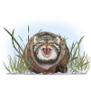 Manul n’aime pas caresser