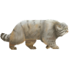 Cool Manul - the wild cat