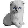 Cute Kitty Kitten