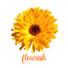 flourish ringelblume